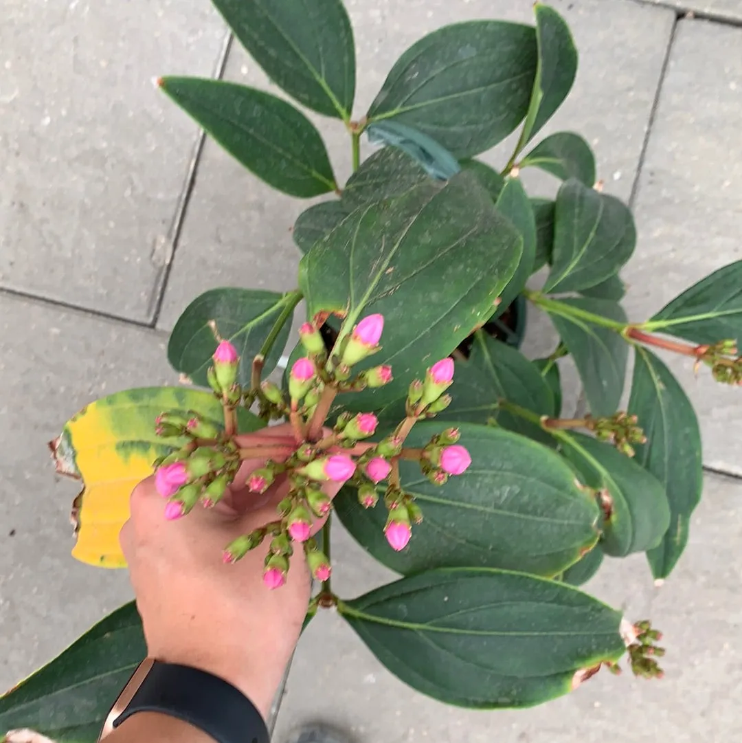 Medinilla Philippine Pink 8” hanging basket