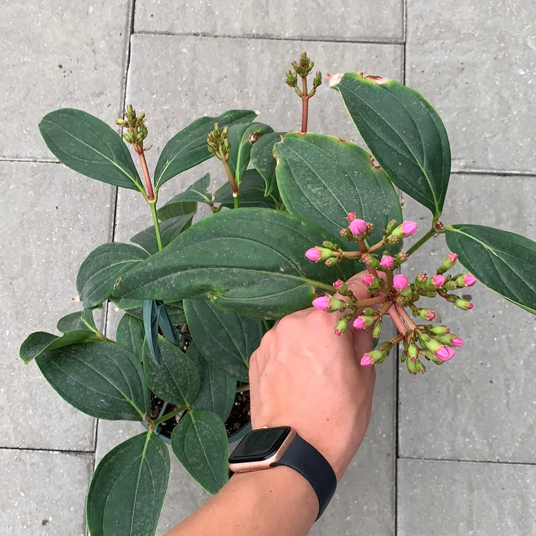 Medinilla Philippine Pink 8” hanging basket